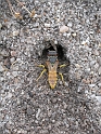 Bee wolf at hole - A
